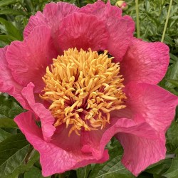 Thumbelina IMG_0874